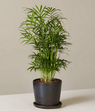 Parlor Palm Plant