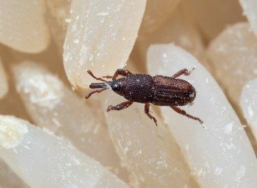 Foto macro de gorgulho de arroz ou Sitophilus oryzae em arroz cru