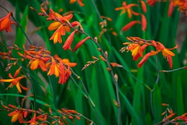 Crocosmia (montbretia) oranžinės spalvos, mažos gėlės
