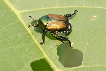 Besouro japonês, Popillia japonica, comendo folha de soja