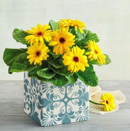 Gerbera Daisy Plant Gift in witte en blauwe vaas