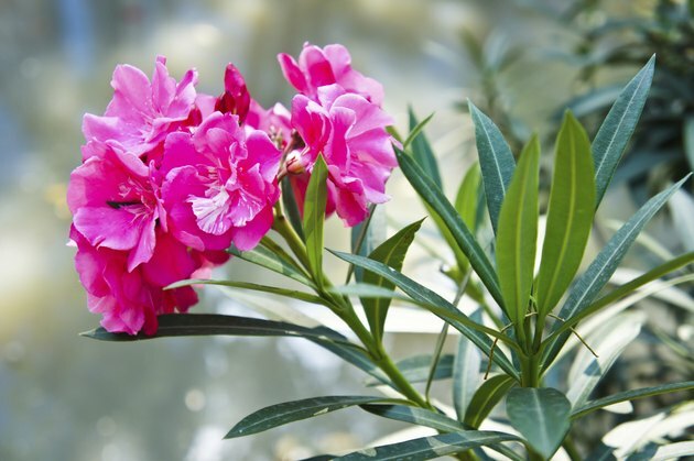 Søt Oleander i hagen i Thailand