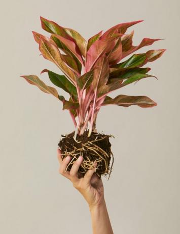 Biljka Sill Red Aglaonema