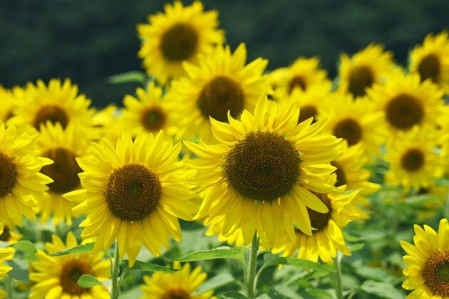 Floarea-soarelui, Prefectura Hyogo, Japonia