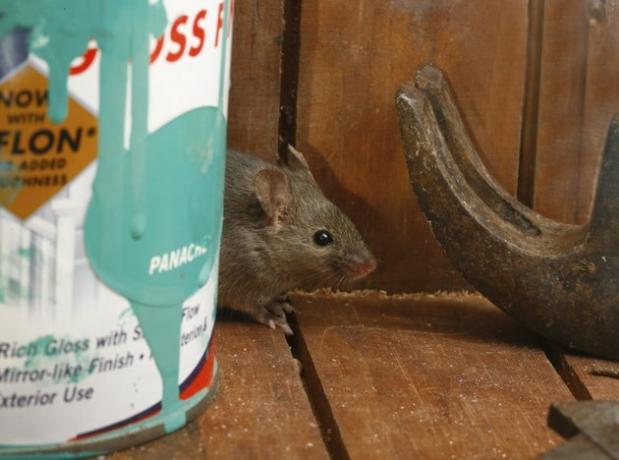 Souris domestique, Mus musculus,