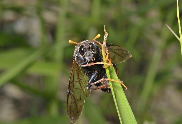 Insekt sagfly (Tenthredinidae)