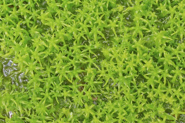 Sphagnum mossa