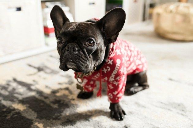 Cachorro Black French Bull