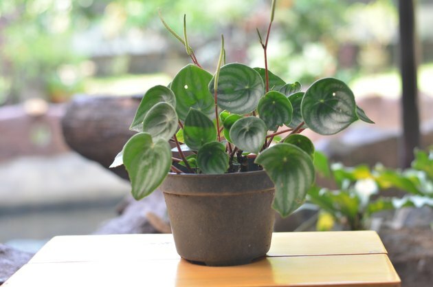 Plantlet de peperomia de melancia em uma mesa marrom contra um fundo desfocado da fazenda