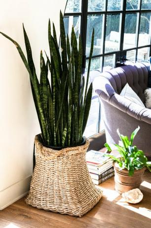 Snake plant in de woonkamer