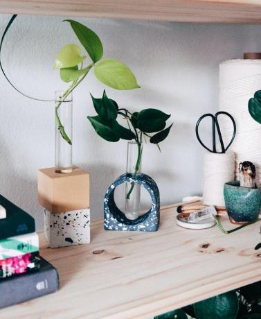 prateleira com plantas em vasos de propagação