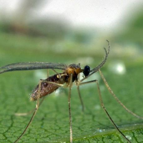 Labvēlīgi kukaiņi ziediem: Aphid Midge