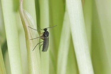 Adulto de mosquito fungo de asa escura, Sciaridae no solo. Estas são pragas comuns que danificam as raízes das plantas, são pragas comuns de vasos de plantas ornamentais em casas