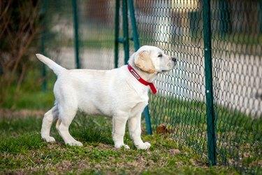 labradora retrīvera kucēns