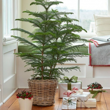 Norfolk Island Pine van White Flower Farm