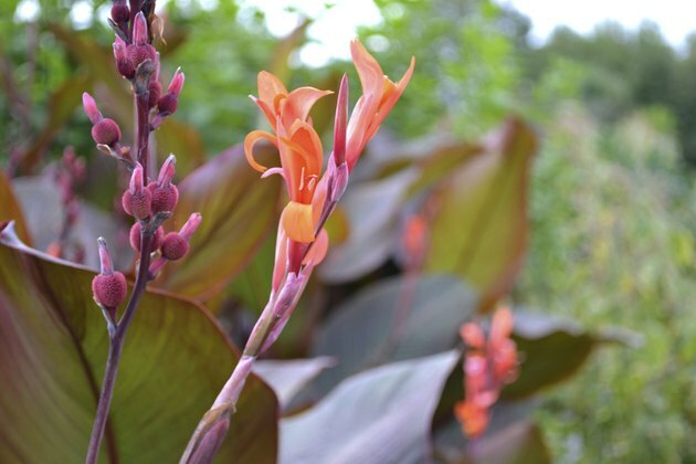 Canna 'Purpurea Floribunda'