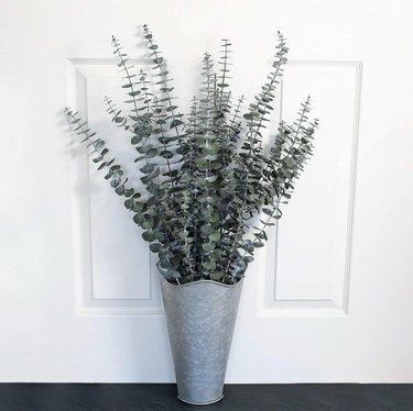 Eukalyptus