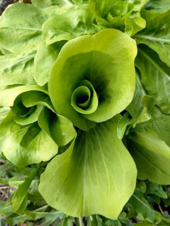 Salata Hindiba Cichorium Endivia'yı Kıştan Sonra İlkbaharın Başlarında Organik Bahçede