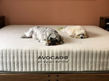 dwa psy odpoczywają na materacu Avocado Eco Organic