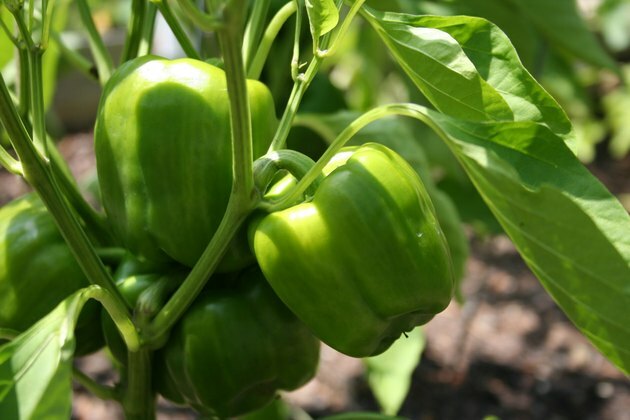 Groene paprika's in de tuin