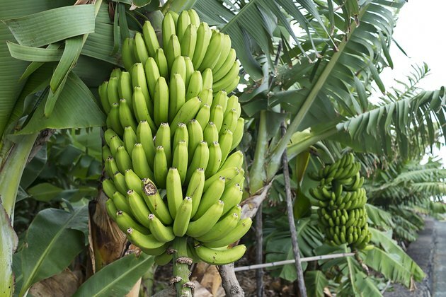 Banaanipuu