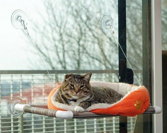 kat zittend op een oranje baars aan het raam