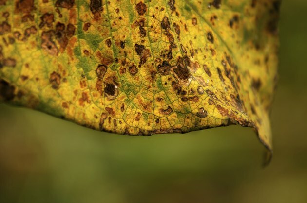 Nærbilde av flekket brunt og gult blad