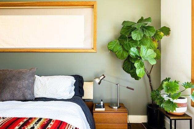 Uma grande planta em um quarto com paredes verdes e brancas e janelas com moldura de madeira