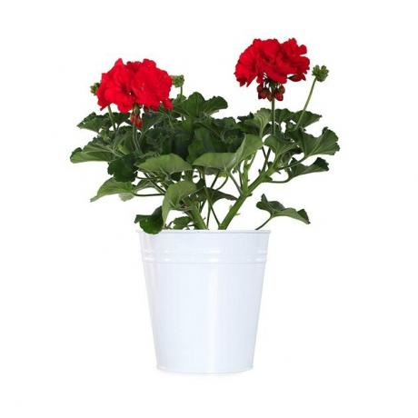 Geraniums in witte pot