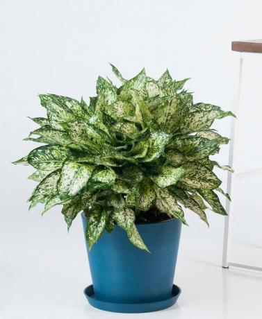 Aglaonema 'Spring Show' plant in blauwe plantenbak