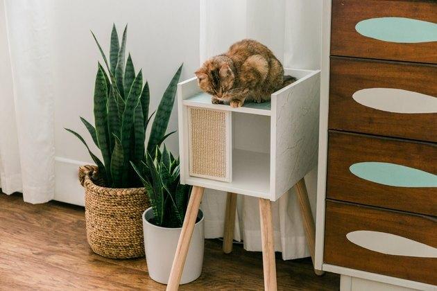 Oranžinė katė, sėdinti ant „pasidaryk pats“ IKEA kačių namo šiuolaikiškame kambaryje su medinėmis grindimis, vazonais, stalčiais ir balta užuolaida