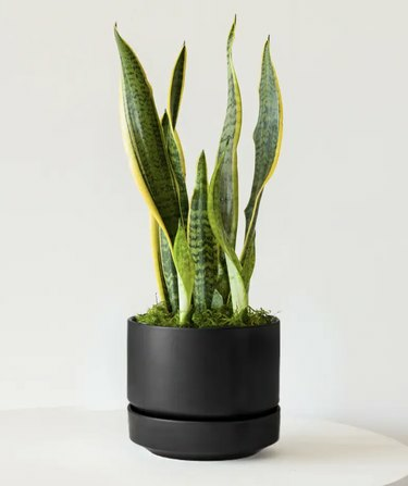 Snake Plant mustassa istutuskoneessa