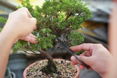 Bonsai beskärning Handgjorda tillbehör tråd och sax bonsai verktyg.