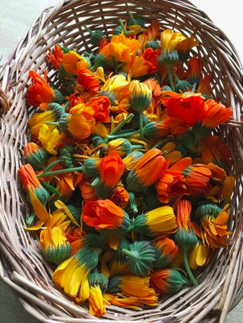 Goudsbloemen (Calendula officinalis)