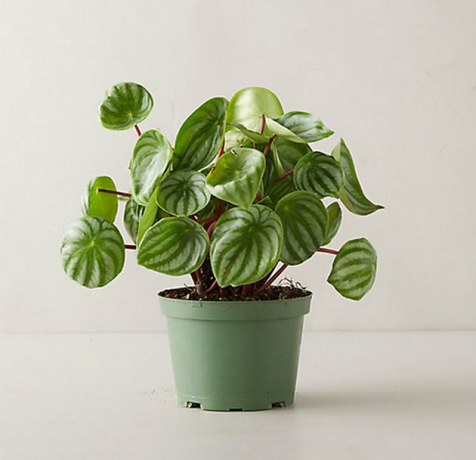 Arbūzas Peperomia augalas
