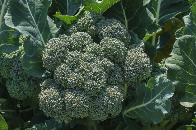 Brokolių klasterio, augančio lauke, arti