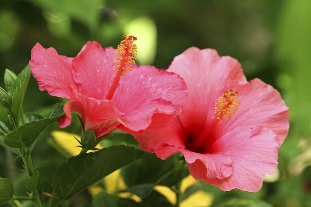 Fleur d'hibiscus.