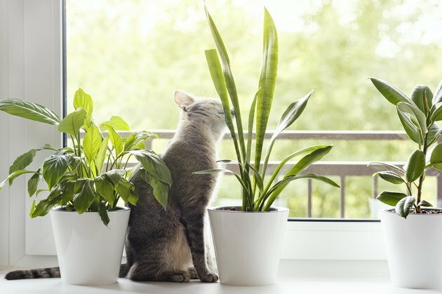 Um gato doméstico listrado cinza senta-se perto da janela e fareja plantas domésticas em vasos de flores. O interior de um apartamento moderno em estilo escandinavo. Imagem para clínicas veterinárias, sites sobre gatos