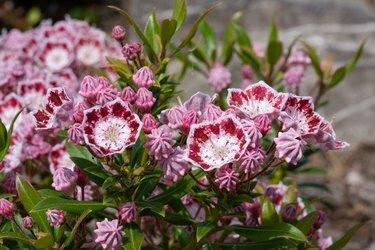 Close-up de planta com flor rosa