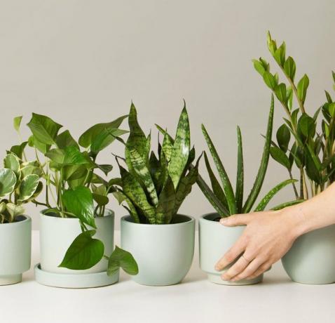 meerdere planten in groene plantenbakken en een hand die reikt