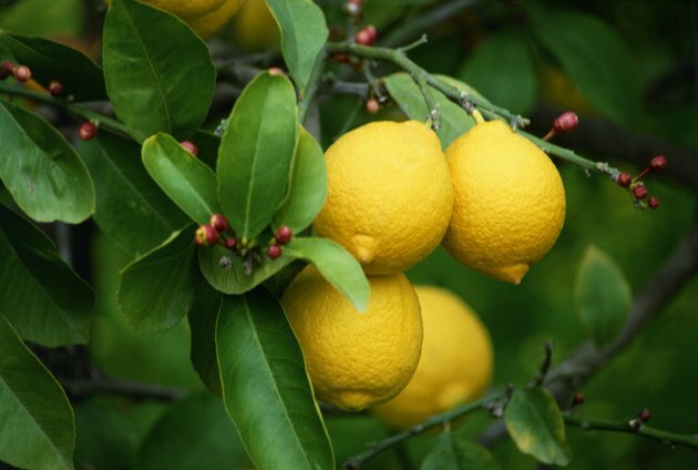 Limones que crecen en un árbol