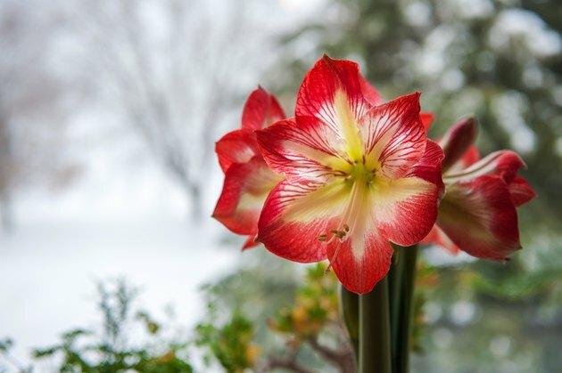 Amaryllis