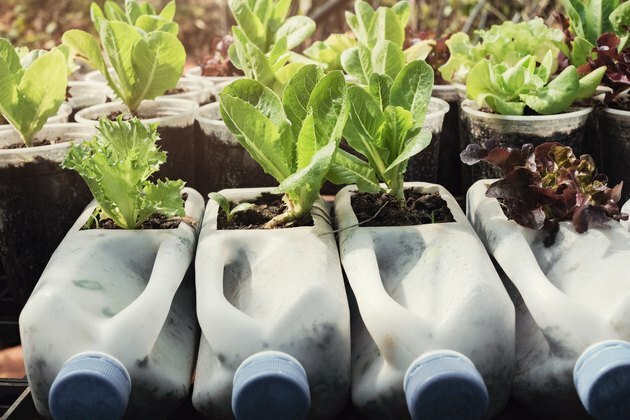 rosnąca sałata w używanych plastikowych butelkach i filiżankach, ponownie wykorzystaj recykling eco concept