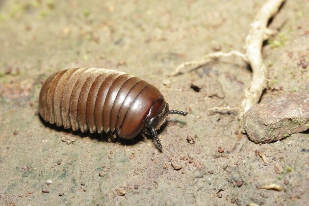 Nærbilde Pill-bug