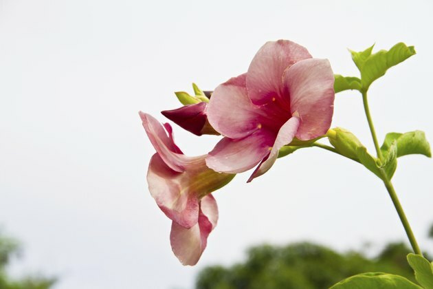 Allamanda lilled, Saritaea magnifica Duyand, lilla Bignonia