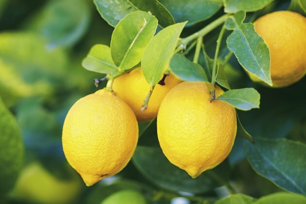 ветвь лимонов