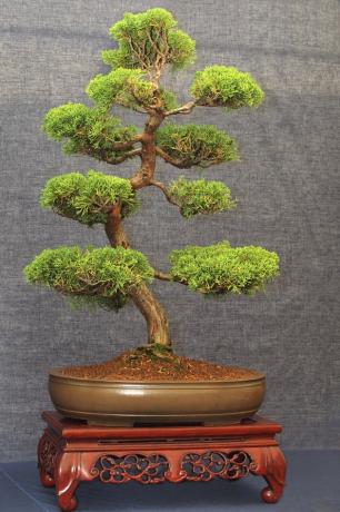 Kiinalainen kataja bonsai puu