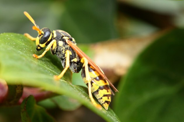 Nærbilde av stor veps naturlig bakgrunn