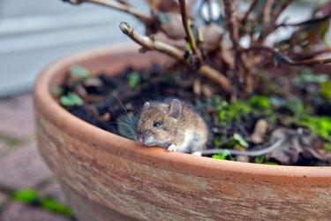 rato doméstico olhando ao lado de um vaso de flores