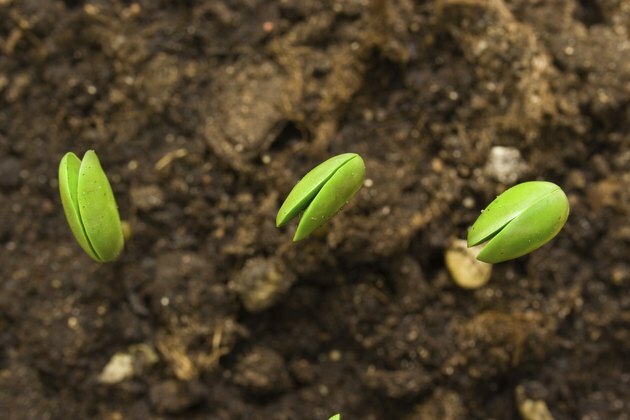 Τρία μικρά φυτά σόγιας